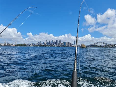 game fishing charters sydney|Blue Reef Fishing Charters.